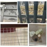 Galvanized Hardware Cloth 1/4 Inch 23 Gauge - 4" x 35ft Heavy Duty Welded Wire Mesh, Hot-Dip Galvanized After Welding for Durability - Chicken Fence, Garden Fencing, Rabbit Barrier, DIY Crafts - Image 3